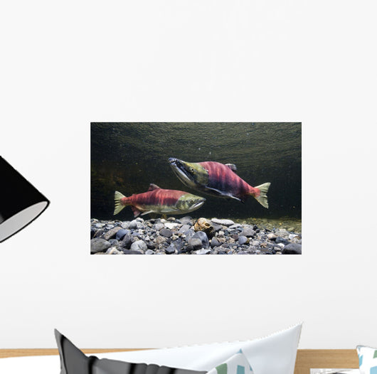Underwater View Of Sockeye Salmon On Spawning Grounds In Power Creek Wall Mural