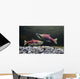 Underwater View Of Sockeye Salmon On Spawning Grounds In Power Creek Wall Mural