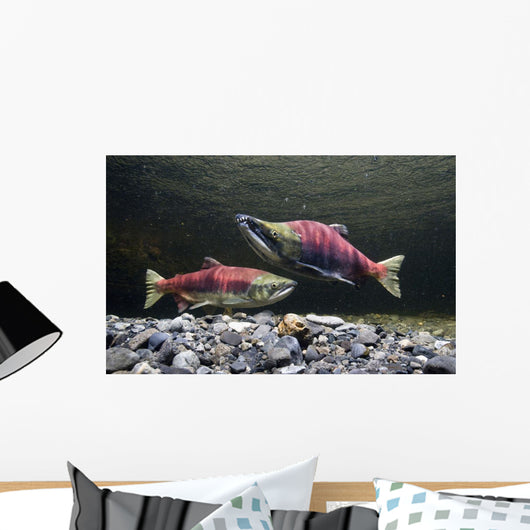 Underwater View Of Sockeye Salmon On Spawning Grounds In Power Creek Wall Mural