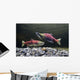Underwater View Of Sockeye Salmon On Spawning Grounds In Power Creek Wall Mural