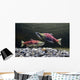 Underwater View Of Sockeye Salmon On Spawning Grounds In Power Creek Wall Mural
