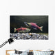 Underwater View Of Sockeye Salmon On Spawning Grounds In Power Creek Wall Mural