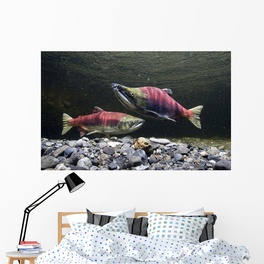 Underwater View Of Sockeye Salmon On Spawning Grounds In Power Creek Wall Mural