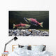 Underwater View Of Sockeye Salmon On Spawning Grounds In Power Creek Wall Mural