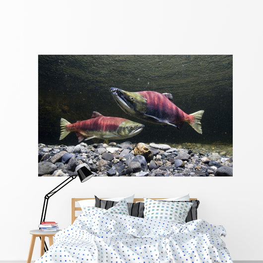 Underwater View Of Sockeye Salmon On Spawning Grounds In Power Creek Wall Mural