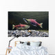 Underwater View Of Sockeye Salmon On Spawning Grounds In Power Creek Wall Mural