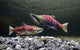 Underwater View Of Sockeye Salmon On Spawning Grounds In Power Creek Wall Mural
