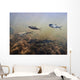 Coho Fry And Dolly Varden With Parr Marks Swim Wall Mural