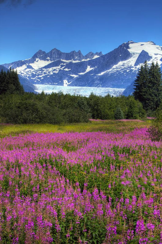 View Of The Mendenhall Glacier With A Field Of Fireweed Wall Mural