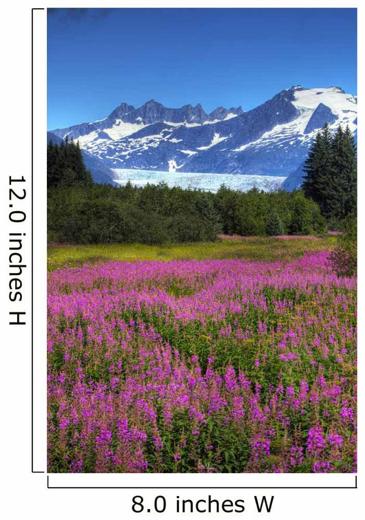 View Of The Mendenhall Glacier With A Field Of Fireweed Wall Mural