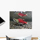 Male Sockeye Salmon On Spawning Grounds Wall Mural