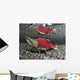 Male Sockeye Salmon On Spawning Grounds Wall Mural