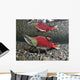 Male Sockeye Salmon On Spawning Grounds Wall Mural