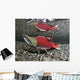 Male Sockeye Salmon On Spawning Grounds Wall Mural