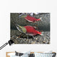 Male Sockeye Salmon On Spawning Grounds Wall Mural