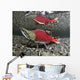 Male Sockeye Salmon On Spawning Grounds Wall Mural