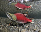 Male Sockeye Salmon On Spawning Grounds Wall Mural