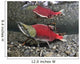 Male Sockeye Salmon On Spawning Grounds Wall Mural