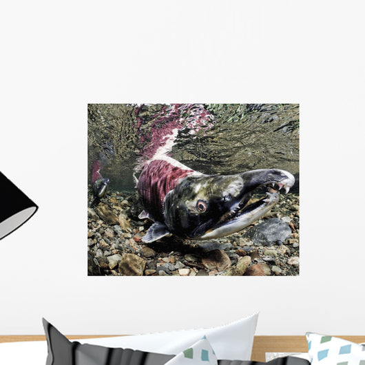 Mature Male Sockeye Salmon On Spawning Grounds Wall Mural
