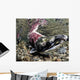 Mature Male Sockeye Salmon On Spawning Grounds Wall Mural