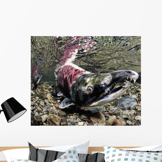 Mature Male Sockeye Salmon On Spawning Grounds Wall Mural