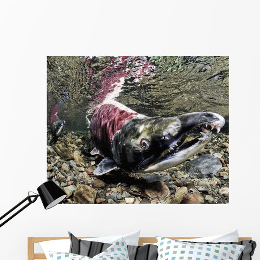Mature Male Sockeye Salmon On Spawning Grounds Wall Mural