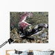 Mature Male Sockeye Salmon On Spawning Grounds Wall Mural