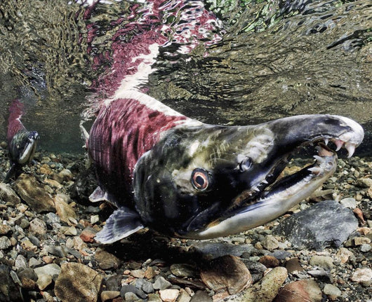 Mature Male Sockeye Salmon On Spawning Grounds Wall Mural