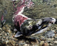 Mature Male Sockeye Salmon On Spawning Grounds Wall Mural