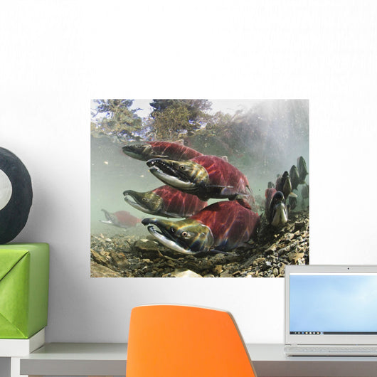 Mature Male Sockeye Salmon On Spawning Grounds Wall Mural