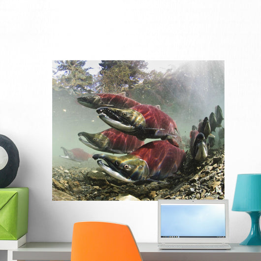 Mature Male Sockeye Salmon On Spawning Grounds Wall Mural