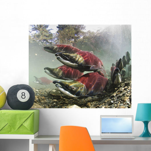 Mature Male Sockeye Salmon On Spawning Grounds Wall Mural