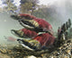 Mature Male Sockeye Salmon On Spawning Grounds Wall Mural