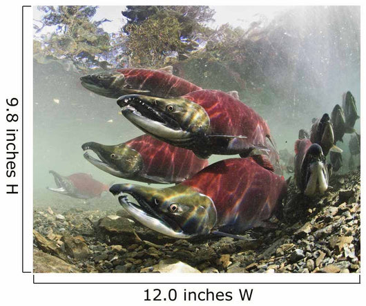 Mature Male Sockeye Salmon On Spawning Grounds Wall Mural