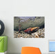 Mature Coho Paired Up For Spawning In Power Creek Wall Mural