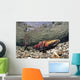 Mature Coho Paired Up For Spawning In Power Creek Wall Mural