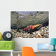 Mature Coho Paired Up For Spawning In Power Creek Wall Mural
