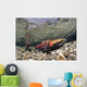 Mature Coho Paired Up For Spawning In Power Creek Wall Mural