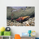 Mature Coho Paired Up For Spawning In Power Creek Wall Mural