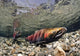 Mature Coho Paired Up For Spawning In Power Creek Wall Mural