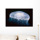Underwater View Of A Moon Jellyfish, British Columbia, Canada Wall Mural