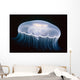 Underwater View Of A Moon Jellyfish, British Columbia, Canada Wall Mural