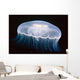 Underwater View Of A Moon Jellyfish, British Columbia, Canada Wall Mural