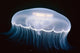 Underwater View Of A Moon Jellyfish, British Columbia, Canada Wall Mural