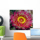 Underwater Close Up Of A Christmas Anemone, British Columbia, Canada Wall Mural