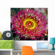 Underwater Close Up Of A Christmas Anemone, British Columbia, Canada Wall Mural
