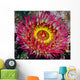 Underwater Close Up Of A Christmas Anemone, British Columbia, Canada Wall Mural