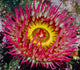 Underwater Close Up Of A Christmas Anemone, British Columbia, Canada Wall Mural
