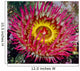 Underwater Close Up Of A Christmas Anemone, British Columbia, Canada Wall Mural