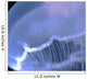 Underwater View Of A Moon Jellyfish, British Columbia, Canada Wall Mural